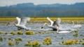 057_Biebrza - kwiecien 2011